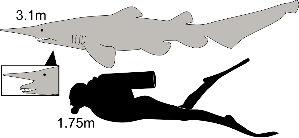 Fayl:Goblin shark size.svg