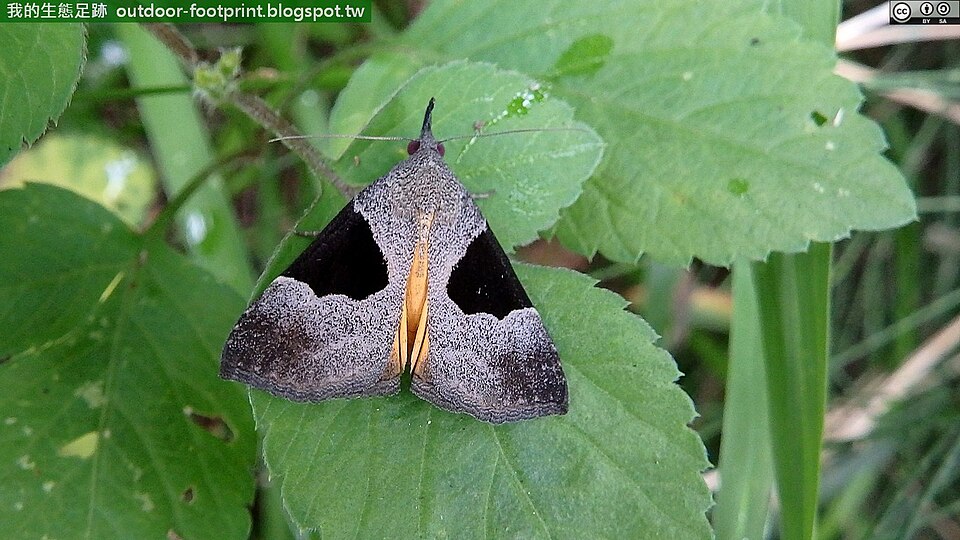 Fayl:Hypena sagitta (28226682380).jpg