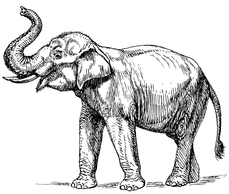Fayl:Indian elephant (PSF).png