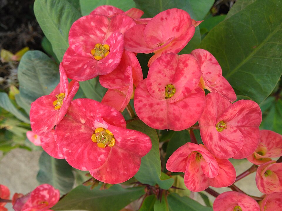 Fayl:Infected euphorbia flower.jpg