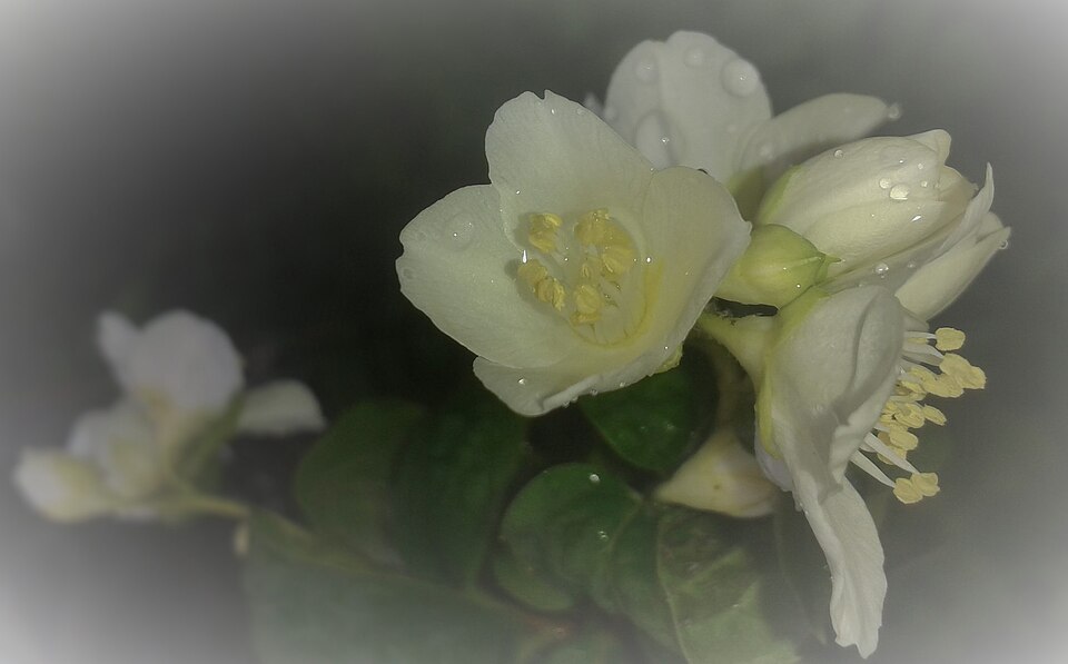 Fayl:Jasminum officinale rainy day.jpg