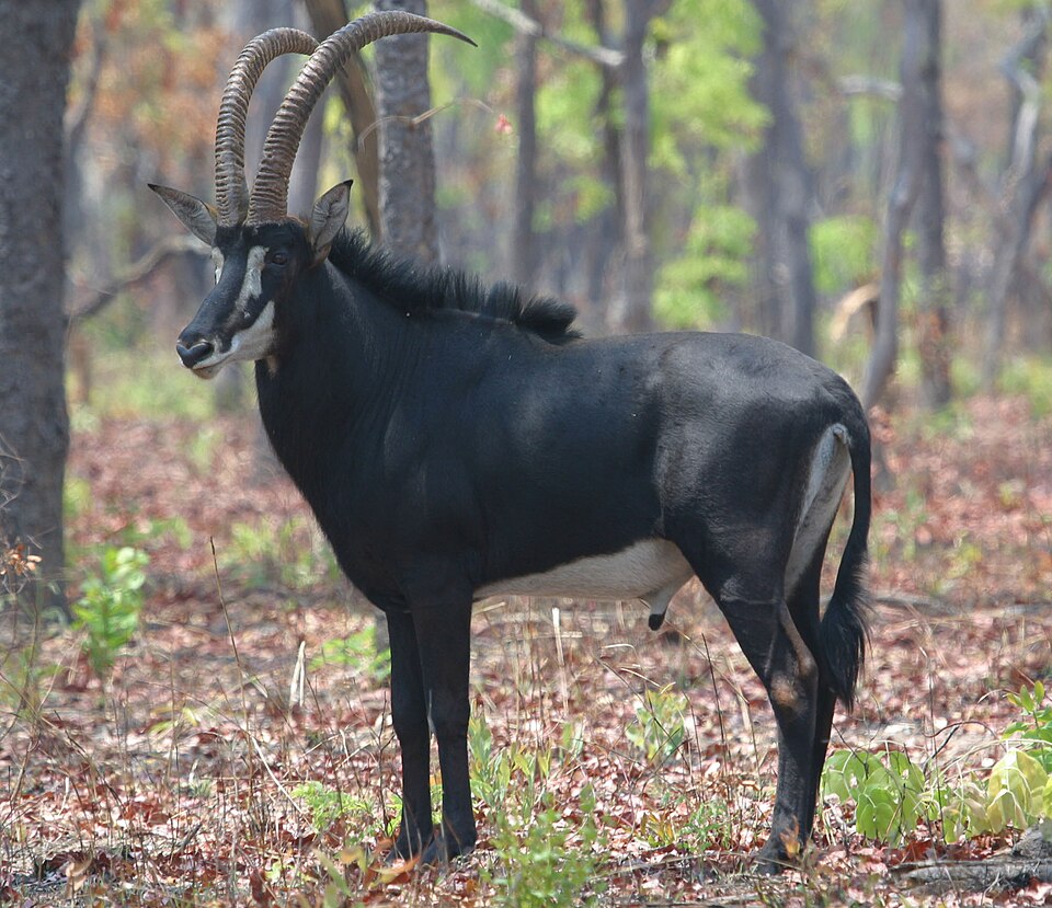 Fayl:Sable bull.jpg