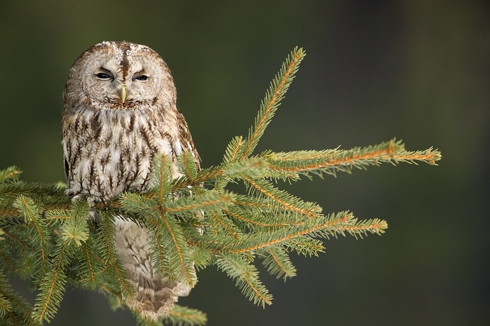 Fayl:Strix aluco 1 (Bohuš Číčel).jpg