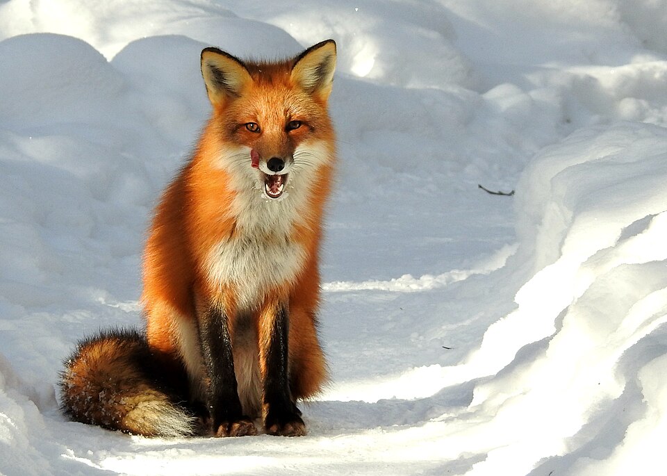 Fayl:Vulpes vulpes ssp fulvus 6568085.jpg