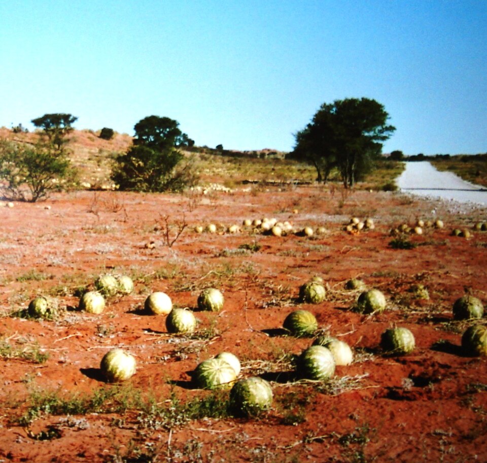 Fayl:Citrullus lanatus var. citroides.JPG