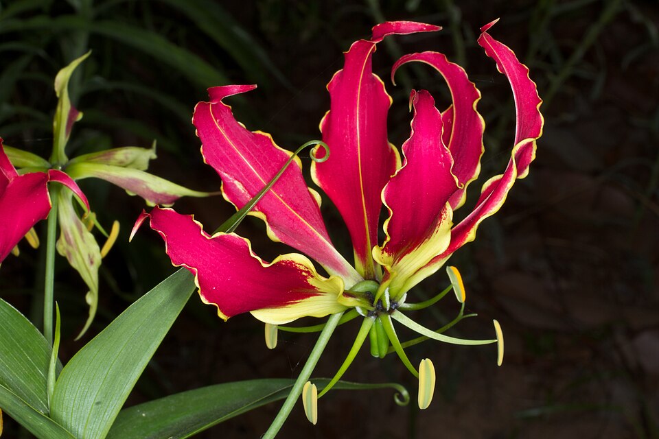 Fayl:Gloriosa superba 1.jpg
