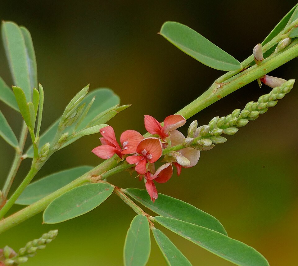 Fayl:Indigobush (Indigofera suffruticosa) flowers (28801766330).jpg