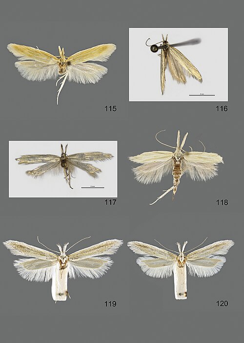 Fayl:Megacraspedus (10.3897-zookeys.800.26292) Figures 115–120 24.jpg