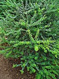 Myrtle barglari butasi barglari