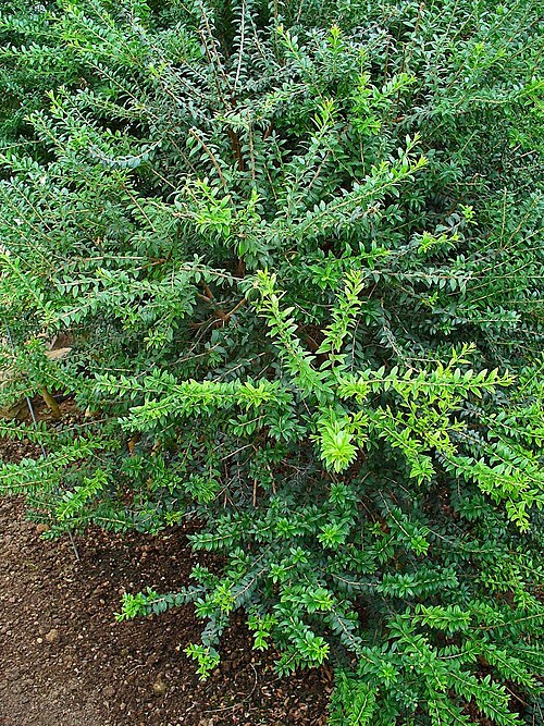 Fayl:Myrtus communis 001.JPG