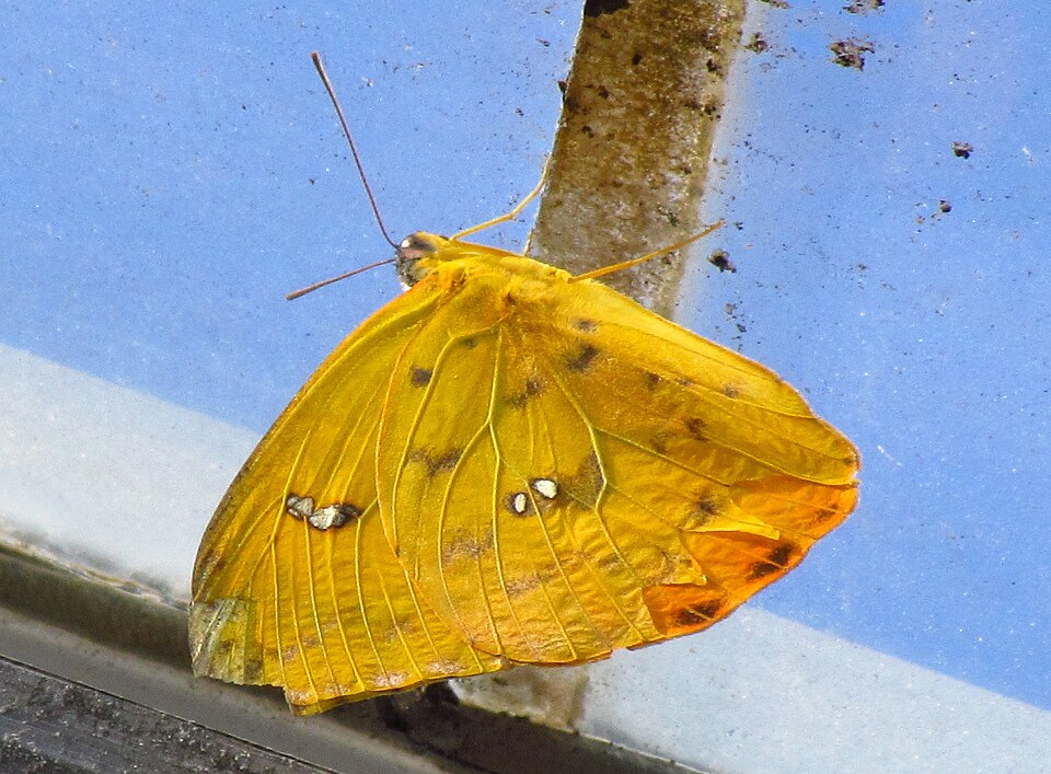 Fayl:Orange Emigrant butterfly.jpg