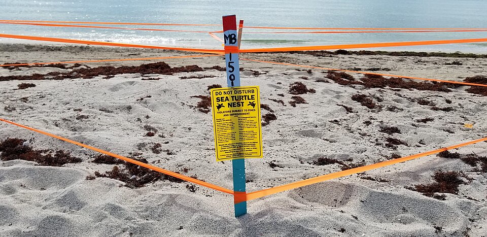 Fayl:Protected turtle nesting area II.jpg