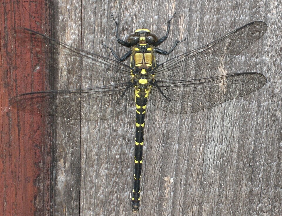 Fayl:Tanypteryx pryeri.jpg