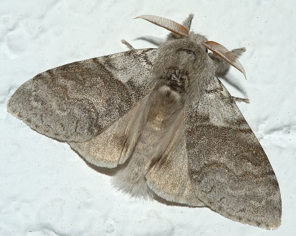 Fayl:Calliteara pudibunda.jpg