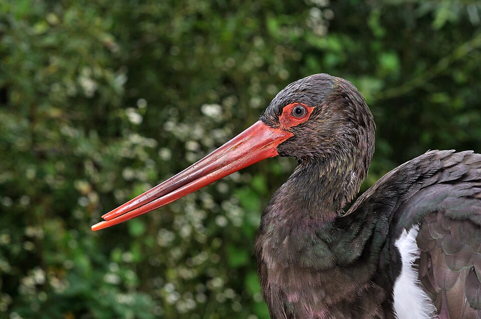 Fayl:Ciconia nigra qtl1.jpg