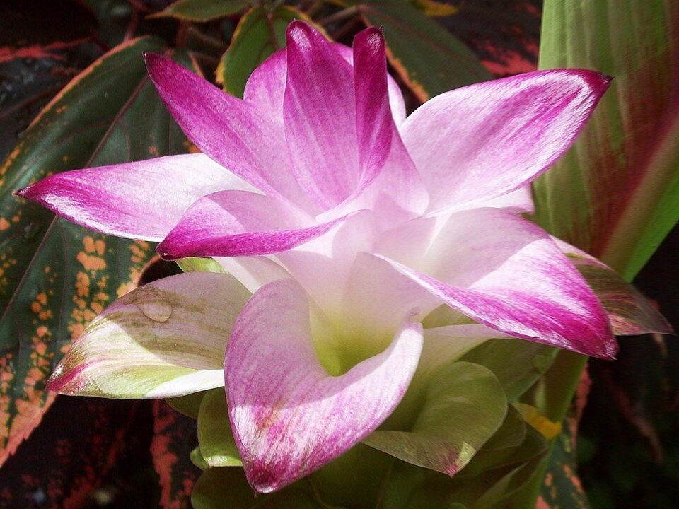 Fayl:Curcuma sp.jpg