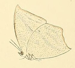 Curetis bulis — ilmiy tasvir