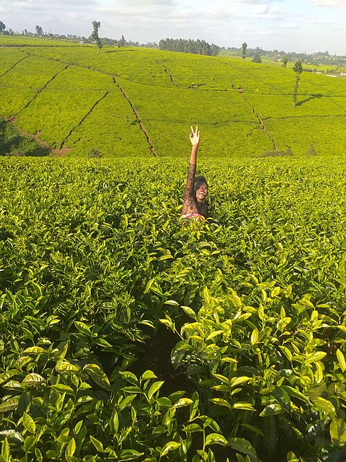 Fayl:Green pasture.jpg