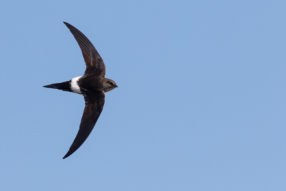 Fayl:Pacific Swift.jpg