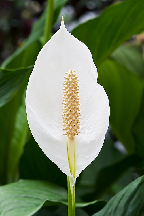 Fayl:Spathiphyllum cochlearispathum RTBG.jpg