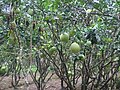 Pomelo bog'i