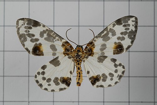 Abraxas formasilluminata