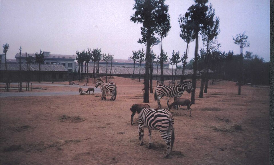 Fayl:Zebra in zoopark.jpg