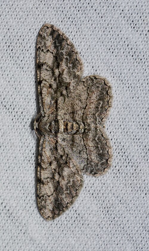 Fayl:Anavitrinella pampinaria (14718432034).jpg