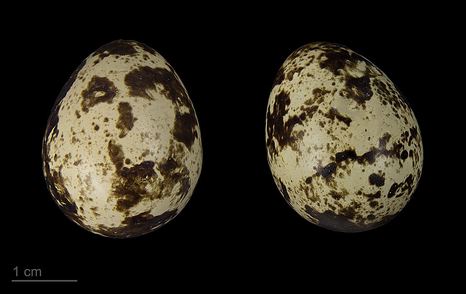 Fayl:Coturnix coturnix confisa MHNT.ZOO.2010.11.7.1.jpg