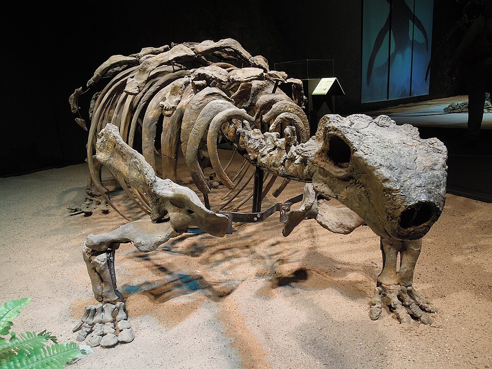 Fayl:Dinosaurium, Talarurus plicatospineus 2.jpg
