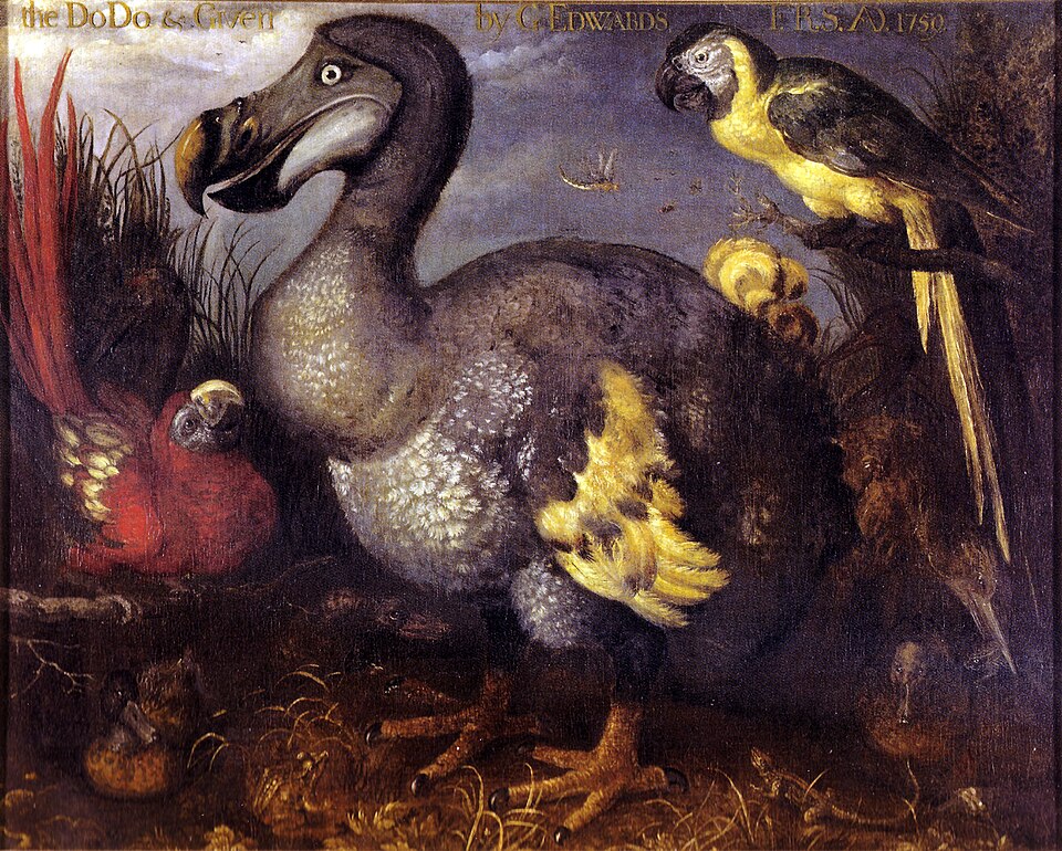 Fayl:Edwards' Dodo.jpg