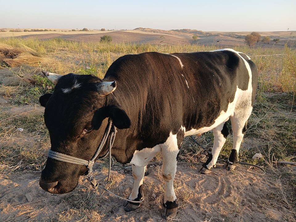Fayl:Mol (buqa).jpg