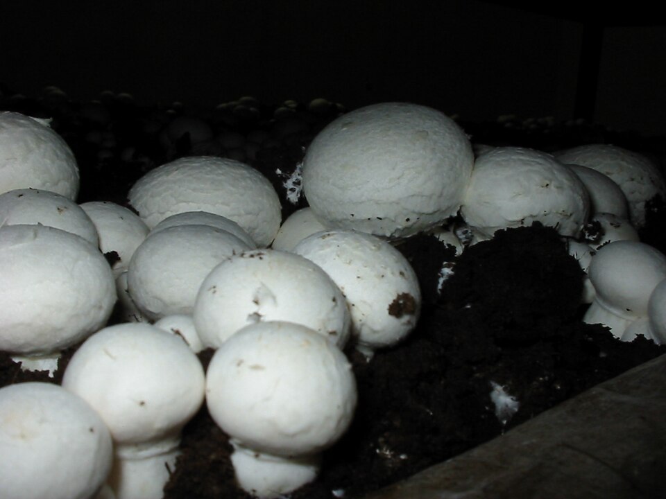 Fayl:Agaricus bisporus mushroom.jpg