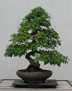 Hawthorn