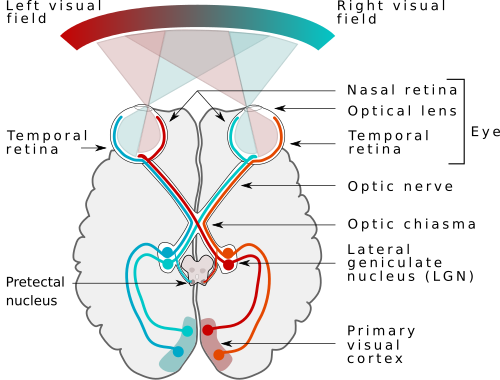 Fayl:Human visual pathway.svg
