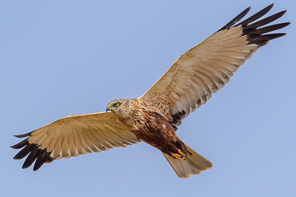 Fayl:Männliche Rohrweihe im Flug 04.jpg