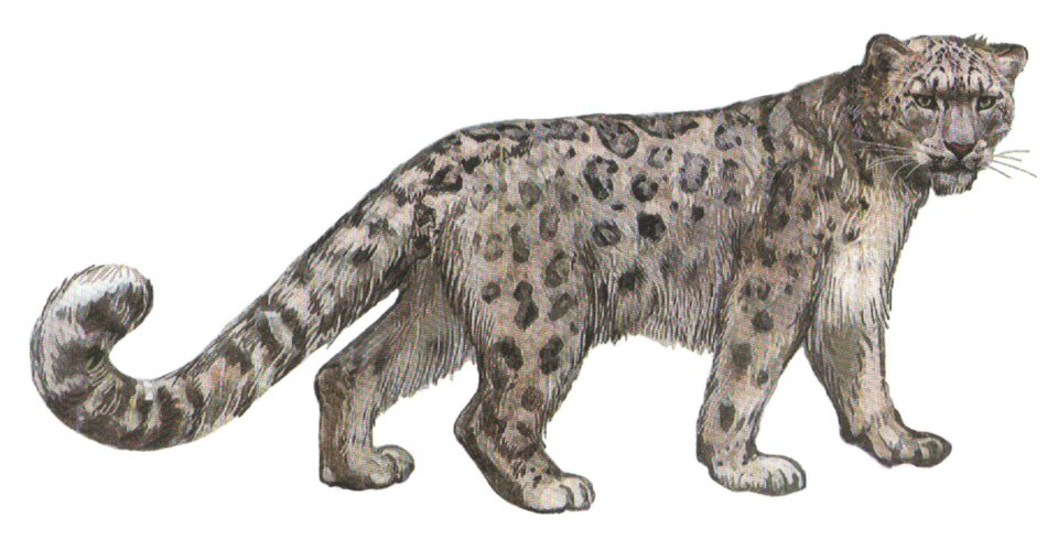 Fayl:Stamp-russia2014-save-russian-cats-(snow leopard).png