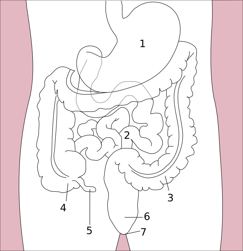 Fayl:Stomach colon rectum diagram numbered.svg
