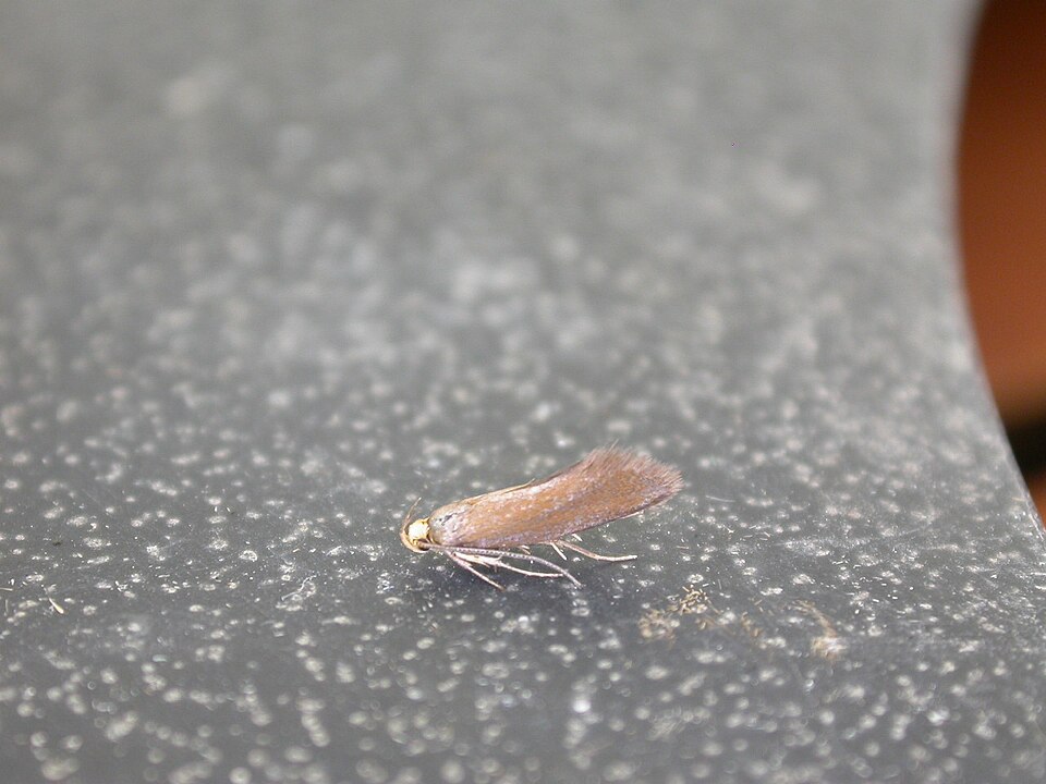 Fayl:Crassa unitella1.jpg