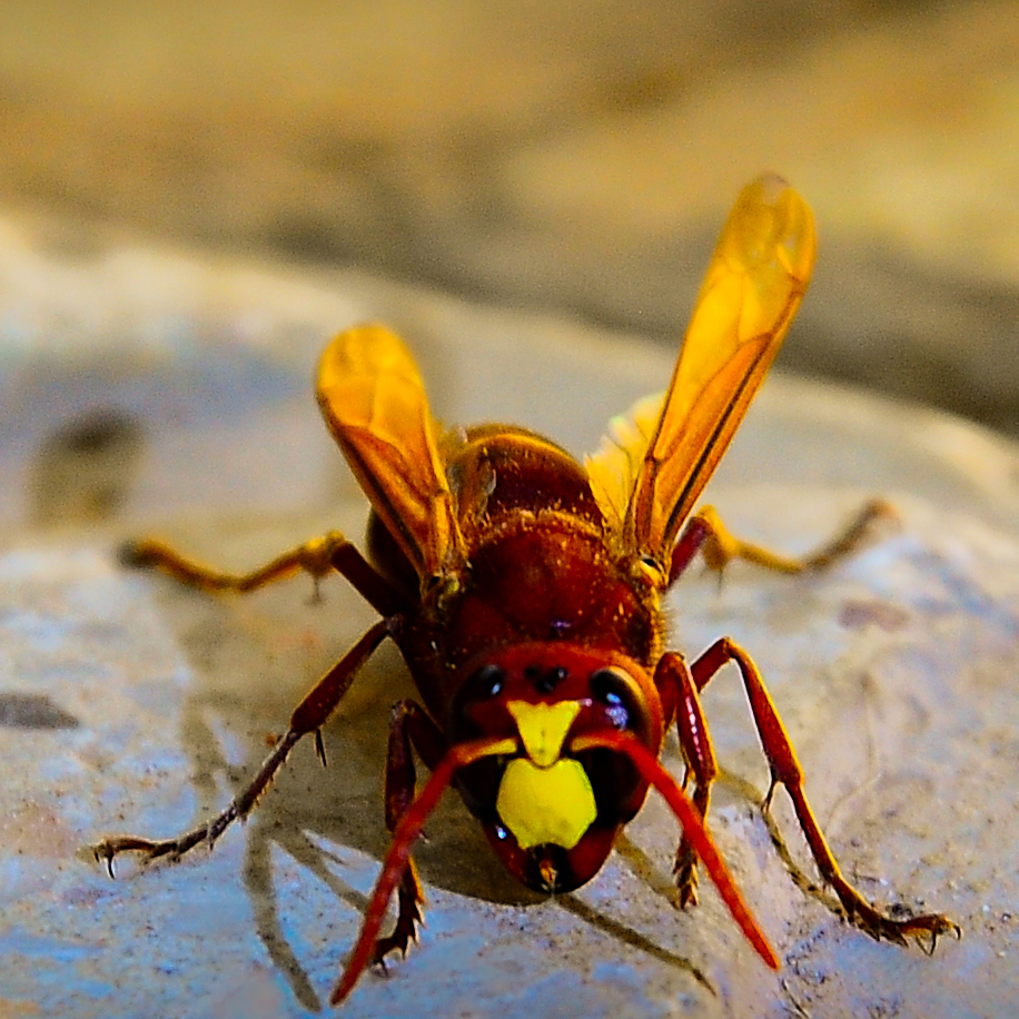 Fayl:Hornet.jpg