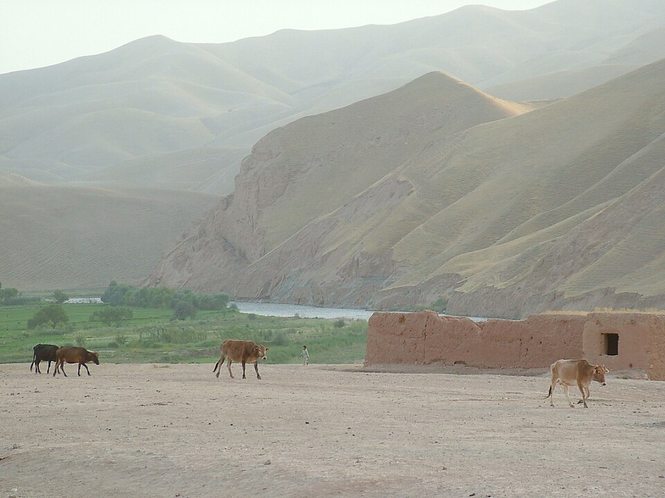Fayl:Kunduz.JPG