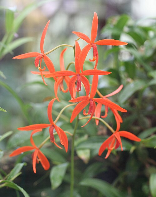 Fayl:Laelia cinnabarina 01.jpg