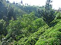 Turkiyada choy plantatsiyalari. Rize atrofidagi Qora dengiz sohilining subtropik qismi.