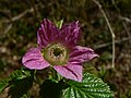 Qizil ikra (Rubus spectabilis)