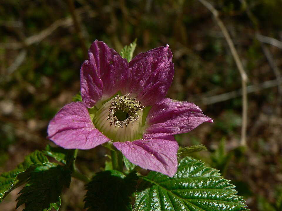 Fayl:Rubus spectabilis 39139.JPG