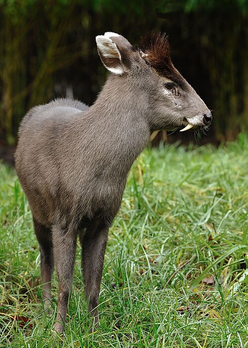 Fayl:Tufteddeer-2.jpg
