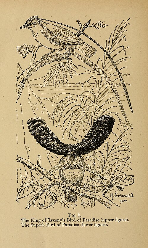 Fayl:Bird-life (1899) (14563469239).jpg