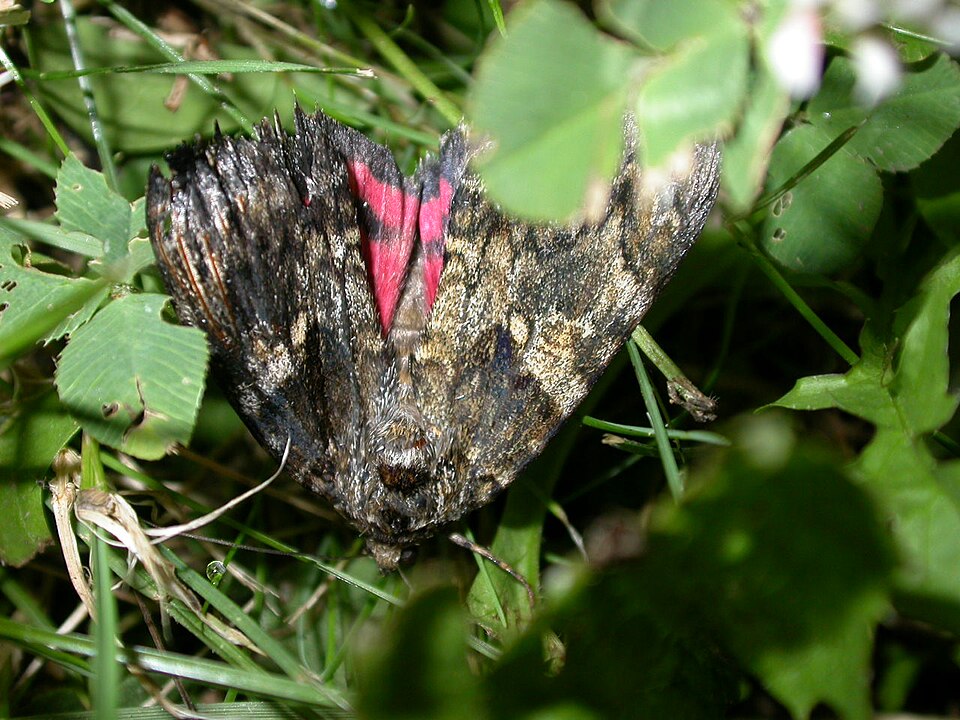 Fayl:Catocala sponsa.jpg