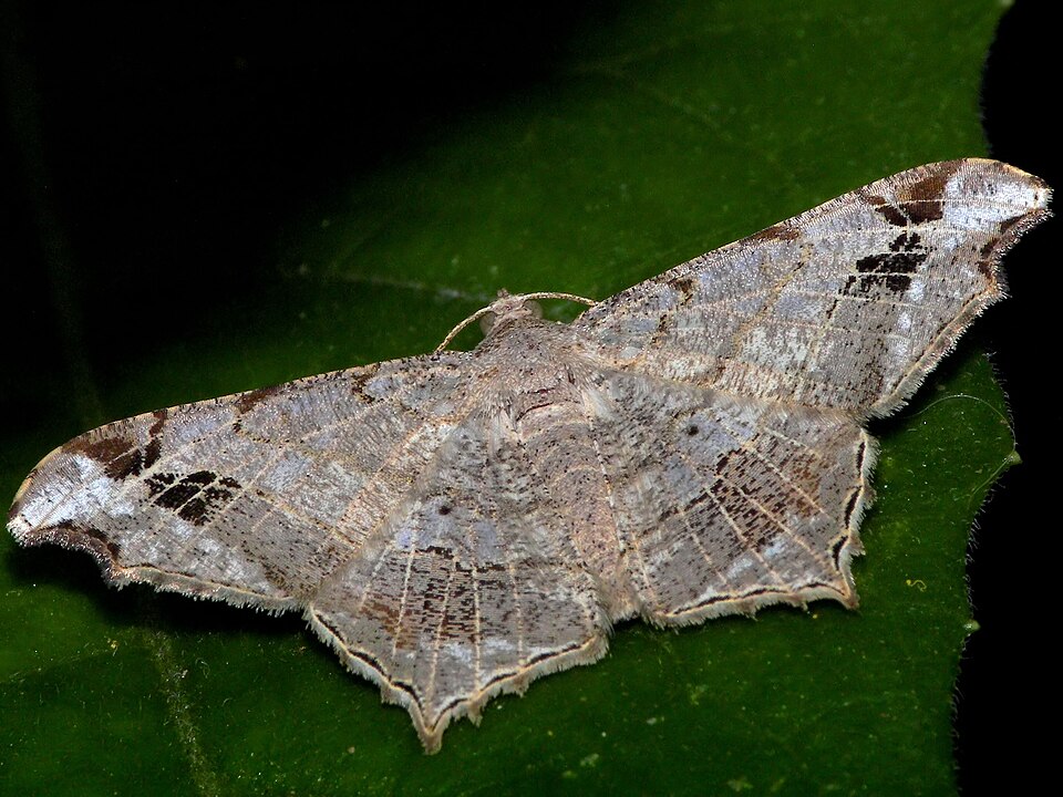 Fayl:Chiasmia emersaria.jpg