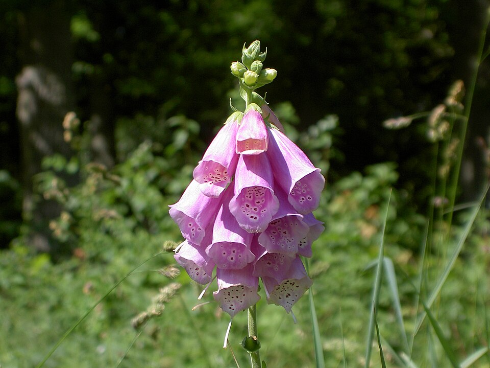 Fayl:Digitalis-stora hultrum.sweden-15.jpg